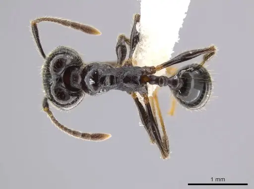 Pheidole insipida specimen CASENT0614374 image casent0614374_1