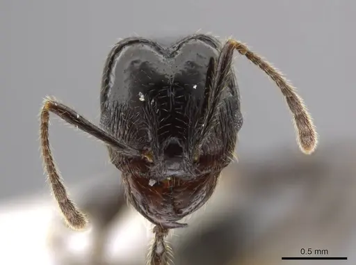 Pheidole insipida specimen CASENT0614374 image casent0614374_2
