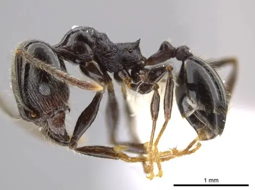 Pheidole insipida specimen CASENT0614374 image casent0614374_3