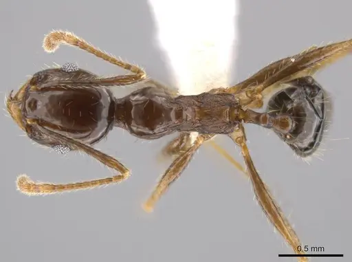Pheidole insipida specimen CASENT0614485 image casent0614485_1