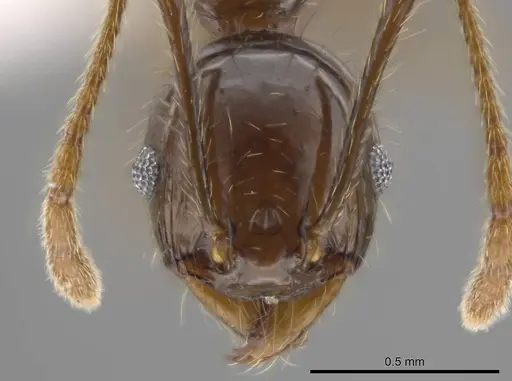 Pheidole insipida specimen CASENT0614485 image casent0614485_2