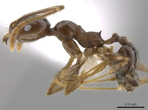 Pheidole insipida specimen CASENT0614485 image casent0614485_3