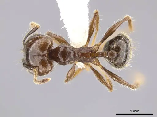 Pheidole insipida specimen CASENT0614486 image casent0614486_1