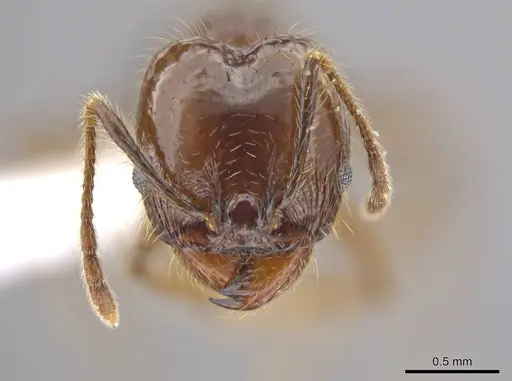 Pheidole insipida specimen CASENT0614486 image casent0614486_2
