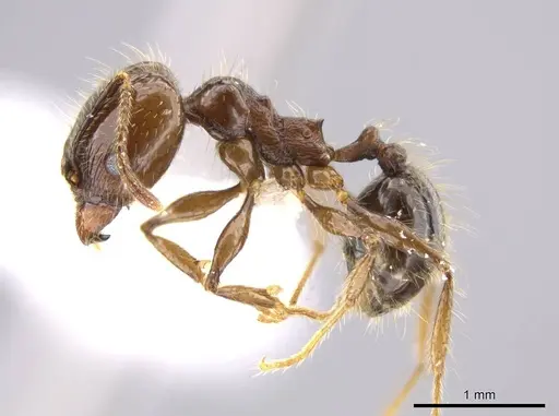 Pheidole insipida specimen CASENT0614486 image casent0614486_3