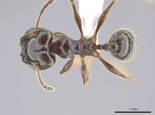 Pheidole insipida specimen CASENT0614932 image casent0614932_1