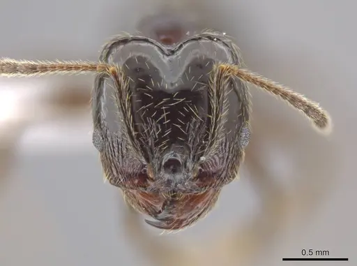 Pheidole insipida specimen CASENT0614932 image casent0614932_2