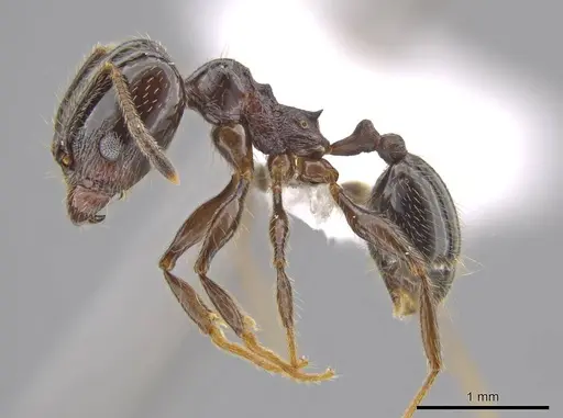 Pheidole insipida specimen CASENT0614932 image casent0614932_3