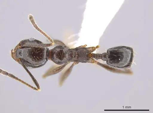 Pheidole insipida specimen CASENT0614933 image casent0614933_1