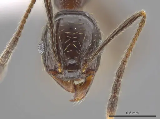 Pheidole insipida specimen CASENT0614933 image casent0614933_2