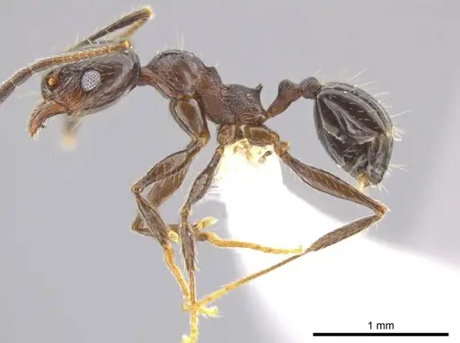 Pheidole insipida specimen CASENT0614933 image casent0614933_3