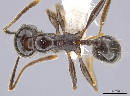 Pheidole insipida specimen CASENT0615523 image casent0615523_1