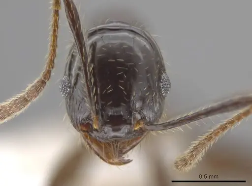 Pheidole insipida specimen CASENT0615523 image casent0615523_2