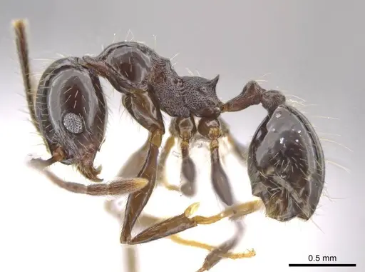 Pheidole insipida specimen CASENT0615523 image casent0615523_3