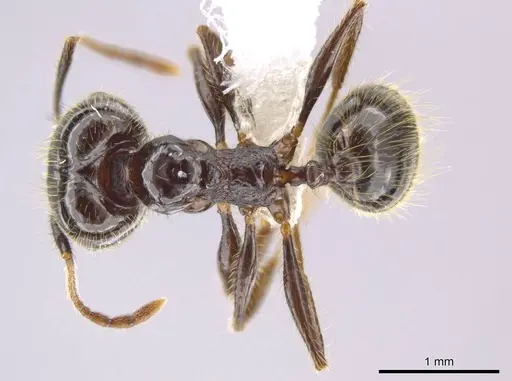 Pheidole insipida specimen CASENT0615524 image casent0615524_1