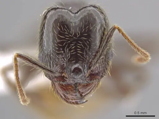 Pheidole insipida specimen CASENT0615524 image casent0615524_2