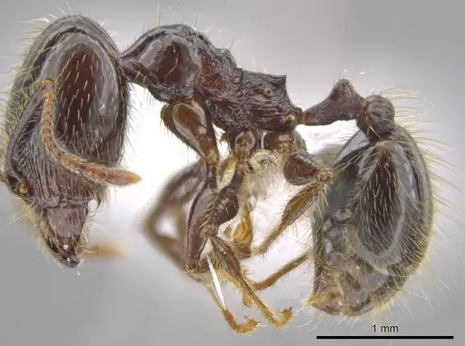 Pheidole insipida specimen CASENT0615524 image casent0615524_3