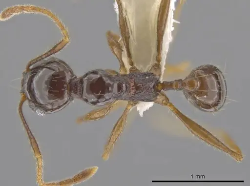 Pheidole insipida specimen CASENT0617455 image casent0617455_1