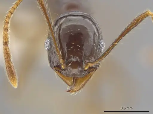 Pheidole insipida specimen CASENT0617455 image casent0617455_2