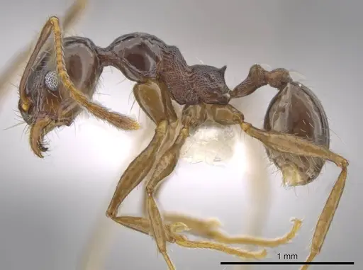 Pheidole insipida specimen CASENT0617455 image casent0617455_3