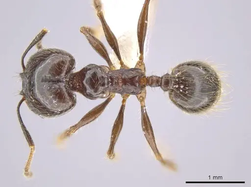 Pheidole insipida specimen CASENT0617502 image casent0617502_1