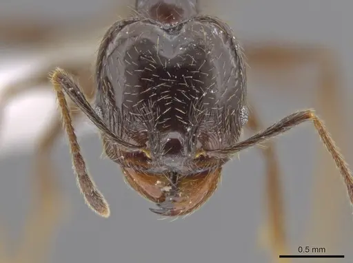 Pheidole insipida specimen CASENT0617502 image casent0617502_2