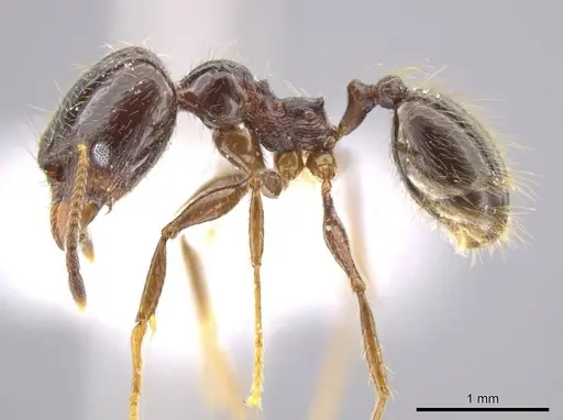 Pheidole insipida specimen CASENT0617502 image casent0617502_3