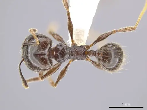 Pheidole insipida specimen CASENT0617790 image casent0617790_1