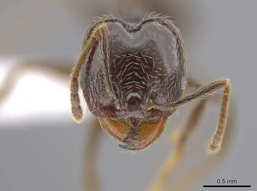 Pheidole insipida specimen CASENT0617790 image casent0617790_2