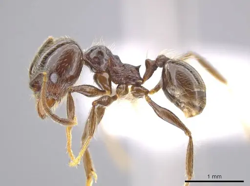 Pheidole insipida specimen CASENT0617790 image casent0617790_3