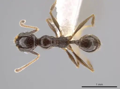 Pheidole insipida specimen CASENT0617791 image casent0617791_1