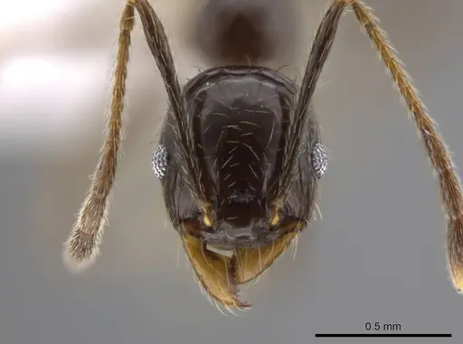 Pheidole insipida specimen CASENT0617791 image casent0617791_2
