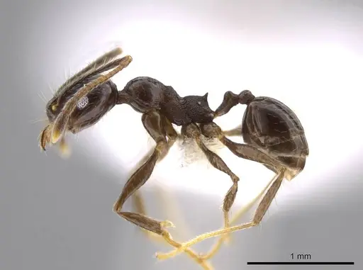 Pheidole insipida specimen CASENT0617791 image casent0617791_3