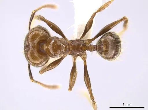 Pheidole insipida specimen CASENT0629140 image casent0629140_1