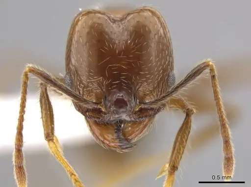 Pheidole insipida specimen CASENT0629140 image casent0629140_2
