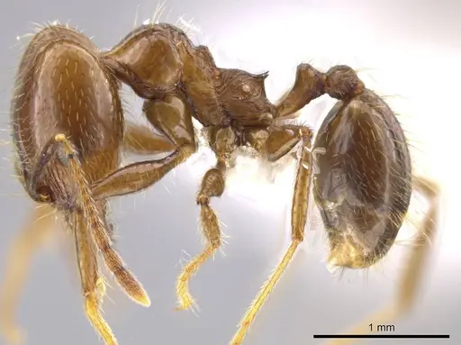 Pheidole insipida specimen CASENT0629140 image casent0629140_3