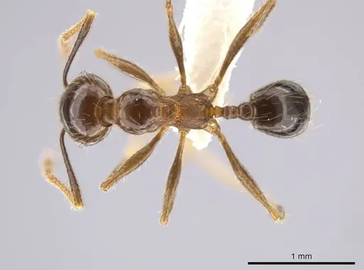 Pheidole insipida specimen CASENT0629141 image casent0629141_1