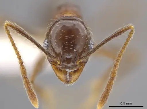 Pheidole insipida specimen CASENT0629141 image casent0629141_2