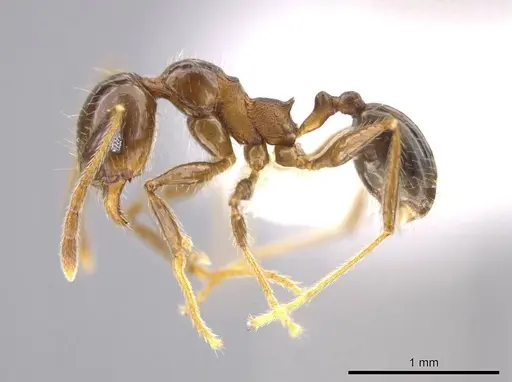 Pheidole insipida specimen CASENT0629141 image casent0629141_3