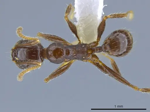 Pheidole insipida specimen CASENT0629369 image casent0629369_1