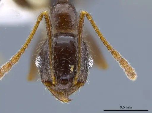 Pheidole insipida specimen CASENT0629369 image casent0629369_2