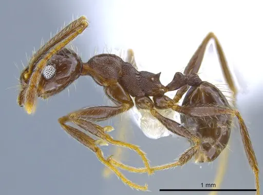 Pheidole insipida specimen CASENT0629369 image casent0629369_3