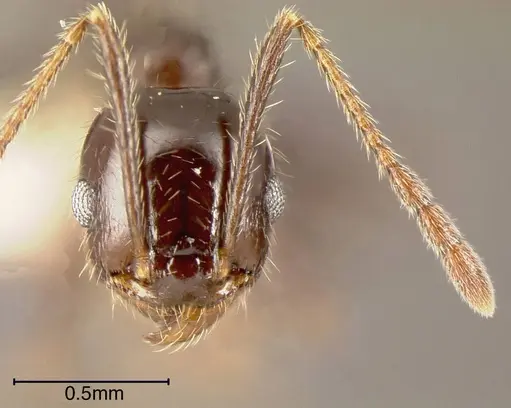 Pheidole insipida specimen CASENT0635491 image casent0635491_1