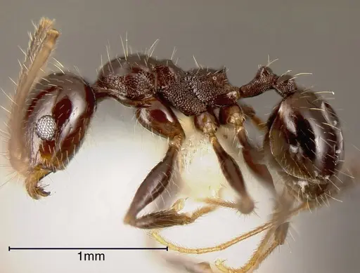 Pheidole insipida specimen CASENT0635491 image casent0635491_2
