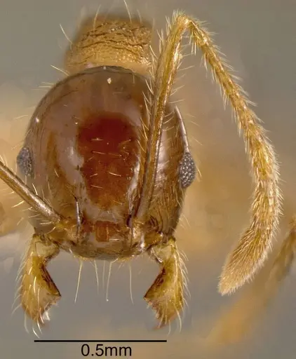 Pheidole insipida specimen CASENT0636486 image casent0636486_1