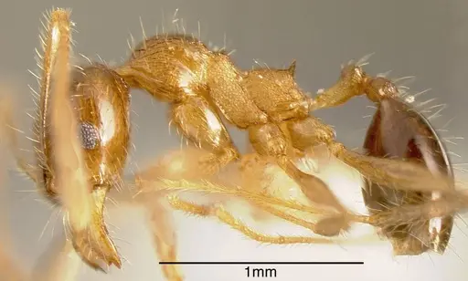 Pheidole insipida specimen CASENT0636486 image casent0636486_2