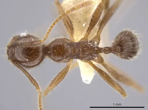 Pheidole insipida specimen CASENT0636487 image casent0636487_1