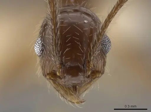 Pheidole insipida specimen CASENT0636487 image casent0636487_2