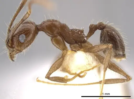 Pheidole insipida specimen CASENT0636487 image casent0636487_3