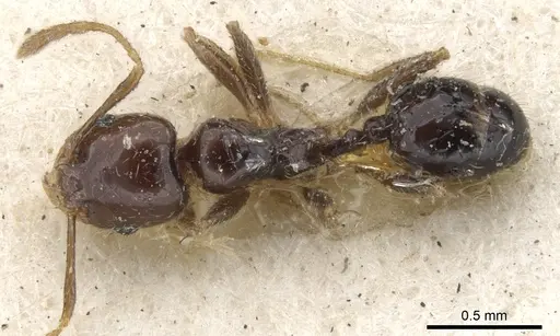 Pheidole insipida specimen CASENT0901555 image casent0901555_1